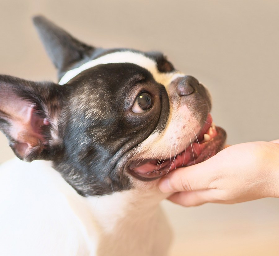 保護犬と触れ合うひととき